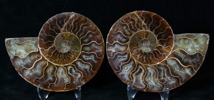 Polished Ammonite Pair - Million Years #15886